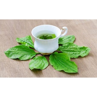 Gói 0.5gr hạt giống rau mã đề
