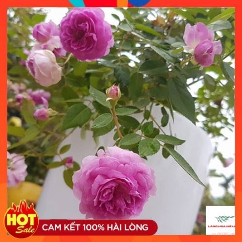 Hoa Hồng bụi Aunt Margy’s Hồng Tím Merlot[HƯƠNG THƠM DỊU NGỌT]
