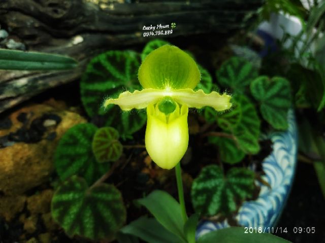 Lan hài đuổi hoa xanh - paphiopedilum primuninum var album
