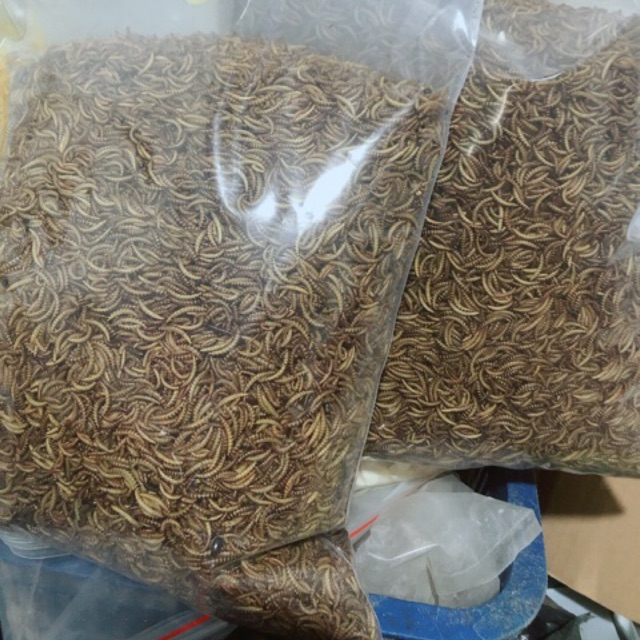 Sâu gạo sấy - Gói 500g. Sâu gạo cho thú nuôi.