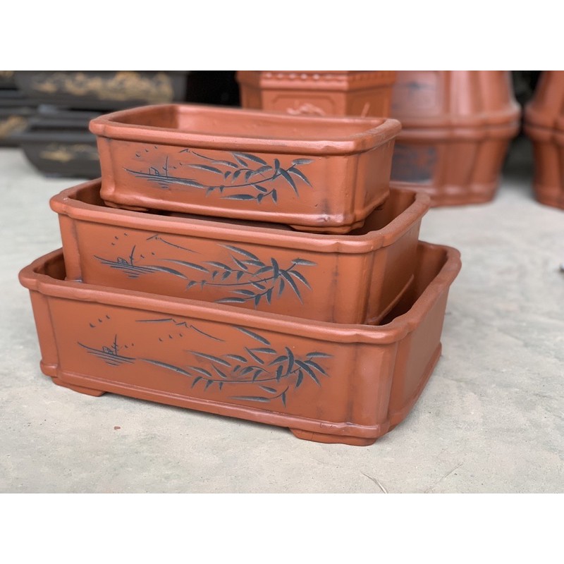 Ang trồng cây bonsai