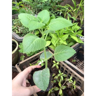Cây tần dày lá (húng chanh)