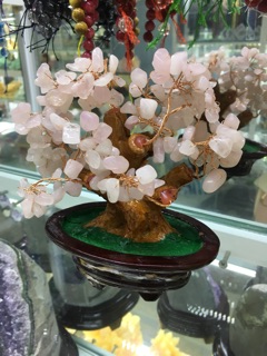 Cây tài lộc nhiều màu