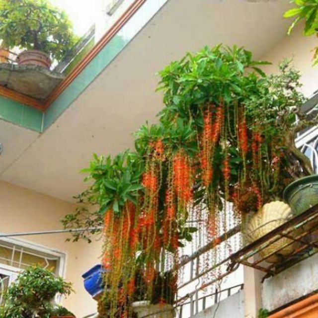 Cây Lộc vừng... siêu hoa