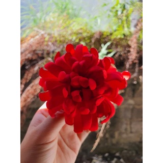 Hoa cúc gấm cài áo handmade