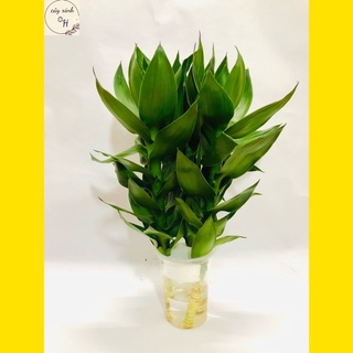 Trúc phát tài thuỷ sinh - cây cảnh phong thuỷ