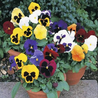 Gói 20 Hạt Giống Hoa Păng Xê Pansy Mix Màu Hạt Giống Hoa pansy đơn Mix 20 Hạt/ Gói