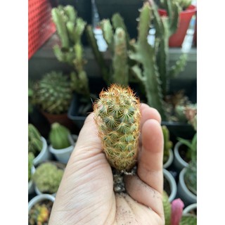 XƯƠNG RỒNG MAMI ĐỎ