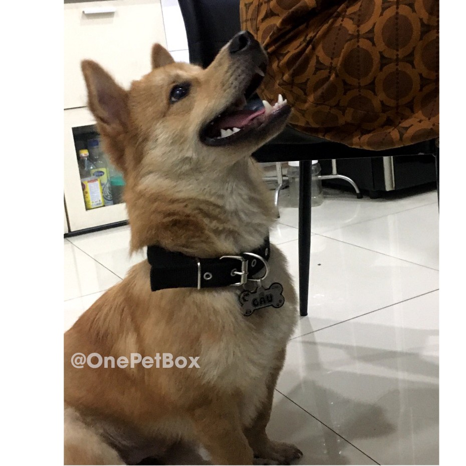 Vòng cổ cho Chó + Thẻ tên thú cưng INOX OnePetBox (khắc tên theo yêu cầu)