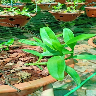 Hoa phong lan phi điệp - 6 mắt thái bình( cây cao 15cm )