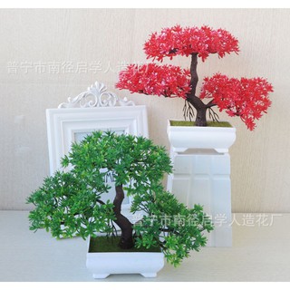 Chậu hoa bonsai để bàn