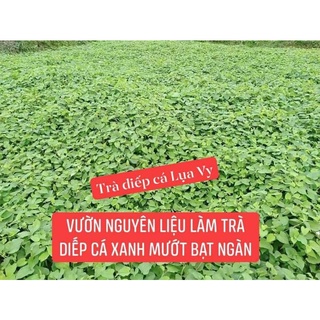 TRÀ DIẾP CÁ LỤA VY.