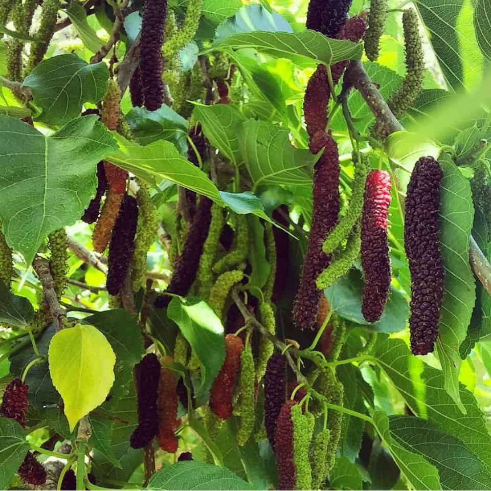 Dâu tằm trái dài Đài Loan