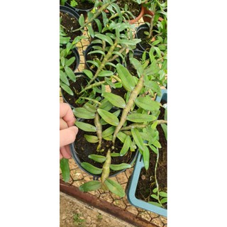 phi điệp nù thác khói mắt đỏ