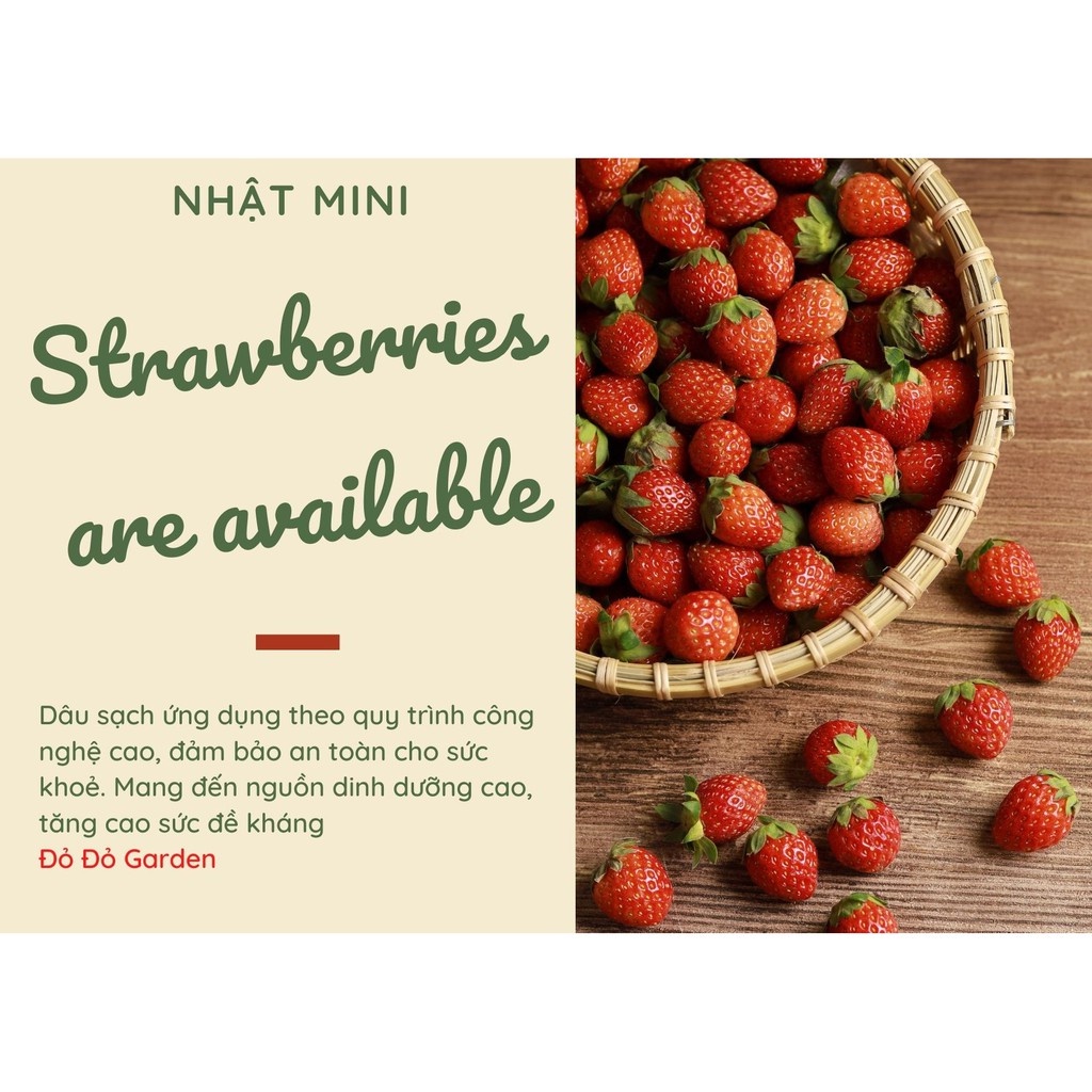 [Giao nhanh 2h] Dâu Đà Lạt giống Nhật trồng theo quy trình công nghệ cao đảm bảo an toàn, sạch và tốt cho sức khoẻ | BigBuy360 - bigbuy360.vn