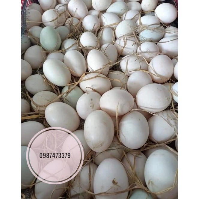 Trứng vịt to, mới