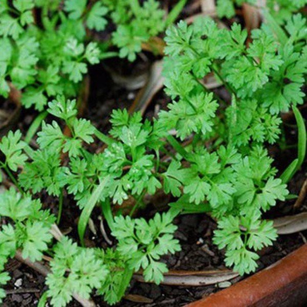 20gr - HẠT GIỐNG RAU NGÒ RÍ