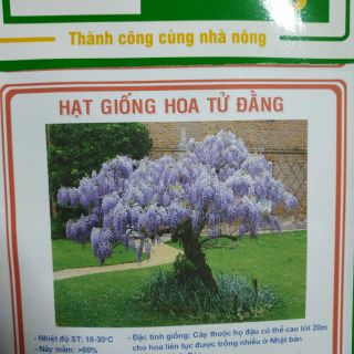 1 túi hạt giống hoa Tử đằng- Rau củ quả trồng tại vườn, sân thượng, nông trang, ban công