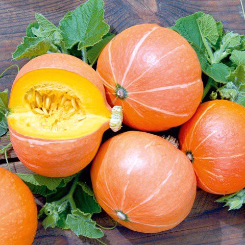 Hạt giống bí ngô mặt trời đỏ gấc nhập Thái lan nguyên gói  ~ 6 hạt (Orange Japanese Pumpkin)