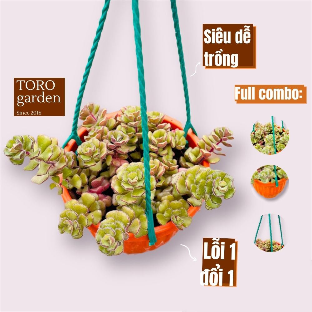 Sen đá sedum hoa hồng pháp trồng chậu treo Đà Lạt size 9cm cây cảnh trang trí nhà cửa Toro garden
