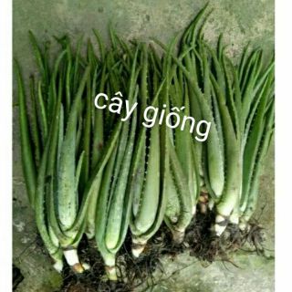 Cây giống  lô hội ( nha đam)  tại Hà Nội