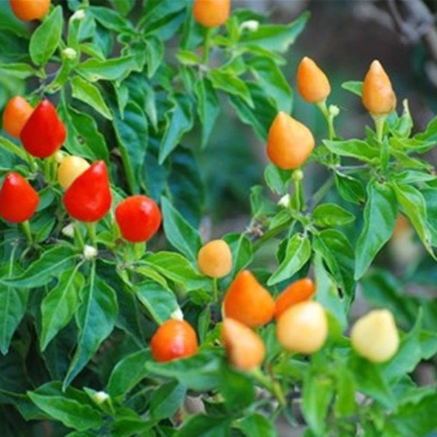 Hạt giống ớt đào tiên  20 hạt - tặng kèm 3 viên nén ươm hạt