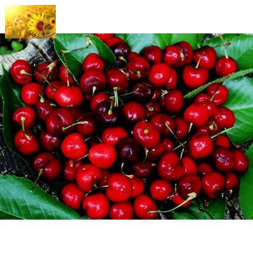 Hạt Giống Qủa Anh Đào / Cherry (5 Hạt) -Thơm Ngon, Bổ Dưỡng, Giàu Vitamin - MUA 3 TẶNG 1 CÙNG LOẠI