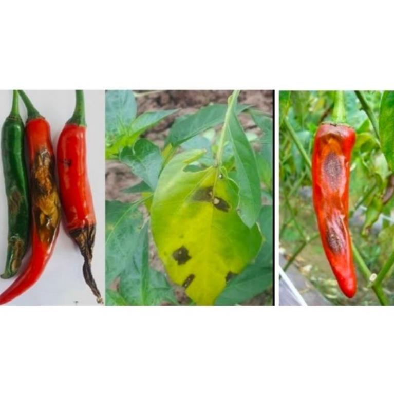 Chế phẩm xử lý nấm bệnh Amistatop. Trị vàng lá, đốm lá, thán thư, tẩy mã, đốm lá hoa hồng