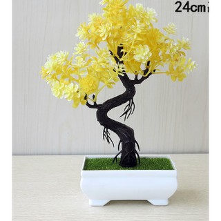 Chậu hoa bonsai phú quý để bàn
