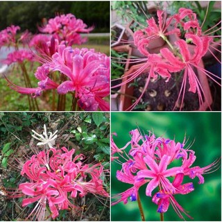 Củ giống hoa bỉ ngạn hoa màu hồng ( 1 củ + viên nén xơ dừa ươm củ )