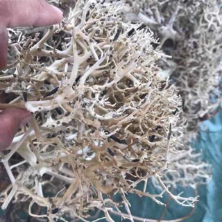 Lũa xương chùm tạo cây bonsai - lũa thủy sinh, bán cạn.