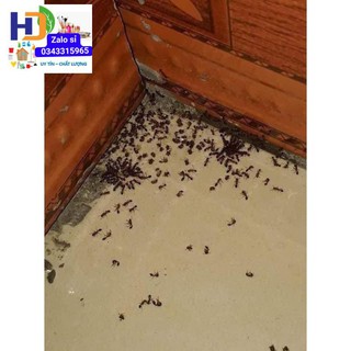Diệt kiến dán côn trùng sinh học