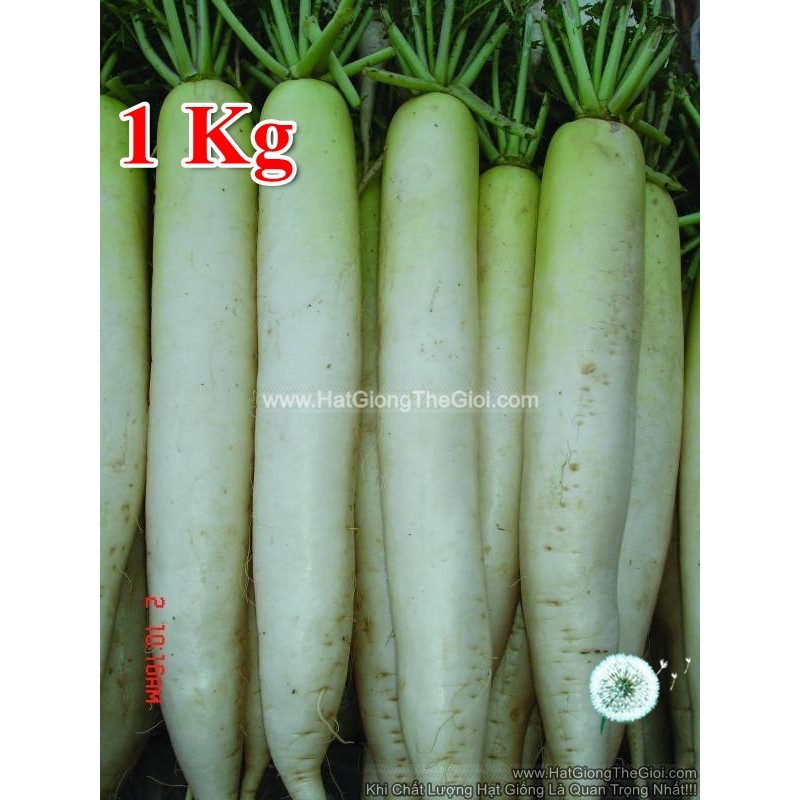 20h Hạt Giống Củ Cải Trắng Hàn Quốc 1KG TG62 (A1.305| Z34*M181)