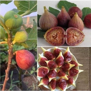 Còn hàng sản phẩm cây sung mỹ sẵn quả độc lạ