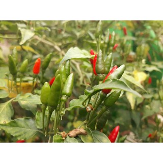 2 cây ớt xiêm giống