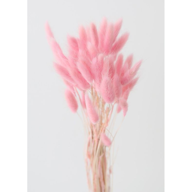 [FREE SHIP🌸HOA KHÔ] 5 hoa Cỏ Đuôi Thỏ🌸Trang trí nhà cửa, Phụ kiện chụp ảnh, docer