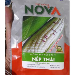 Giống bắp nếp Thái siêu dẻo ngọt gói tầm 200 hạt, hàng sẵn giao ngay