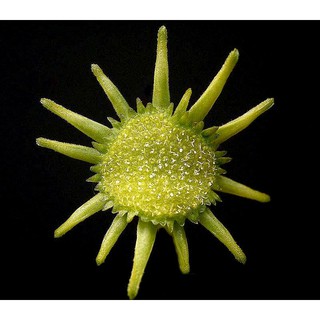 Cây mặt trời thân củ Dorstenia