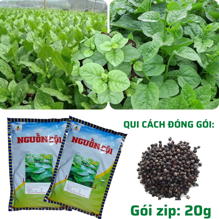 20g Hạt Giống Rau Mồng Tơi: Ngon Ngọt, Lá Tròn To, Dễ Trồng