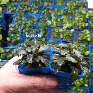 Cây Bucep - Cây thuỷ sinh đẹp, ưa chuộng nhất hiện nay