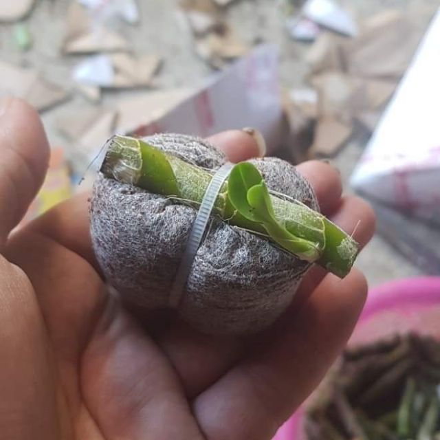 Mắt ngủ 5ct Lâm sung