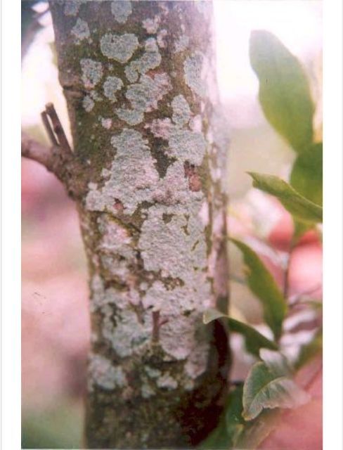 Dung dịch Alfacua 10EC (500ml) trị rệp sáp, bọ xít muỗi hại cây trồng