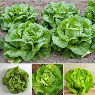 2Gr Hạt Giống Xà lách đăm xanh( 2gr/gói )