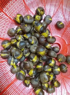 1kg hạt dẻ tươi