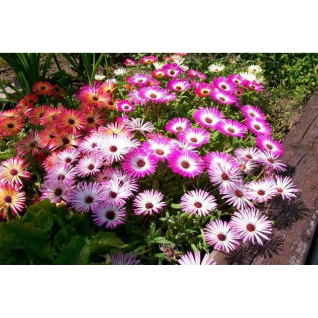 Gói 200 Hạt Giống Hoa Mười Giờ Châu Phi Nhiều Màu Mix luckyseed hạt siêu rẻ