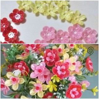 100g hoa cừ 5 cánh