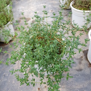 [ĐỘC QUYỀN] CỎ XẠ HƯƠNG - CÂY THYME