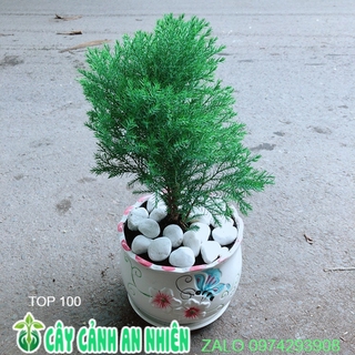 Chậu Cây Tùng Bồng Lai Như Hình