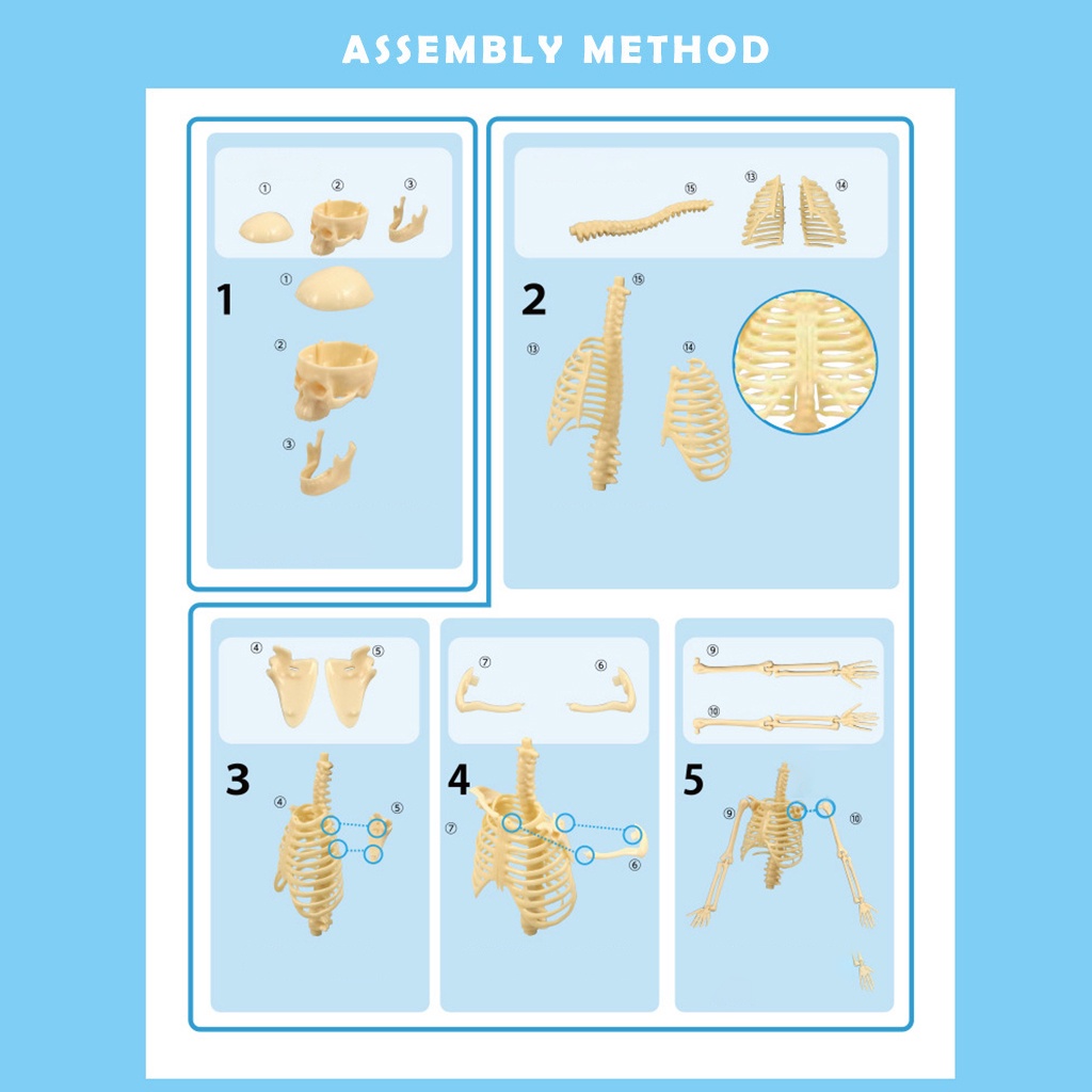 1 Bộ Xương Người Trưng Bày Mô Hình Giải Phẫu Học lzdxwcke2