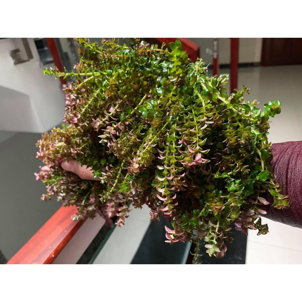 cây thuỷ sinh Rotala Pearl - vảy ốc ngọc trai - 30k/20 ngọn